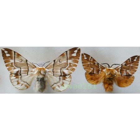 Endromis versicolora (Linnaeus, 1758) pair Czech93i